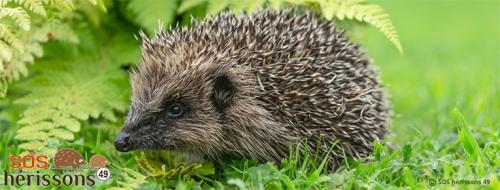 Les élèves de petite section à la recherche de l'automne